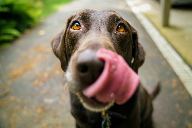 Featured image for Top Breakthroughs in Canine Clinical Trials That Are Improving Dog Wellness